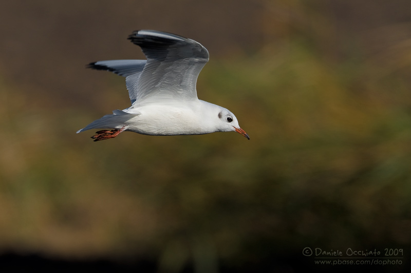 Common Black-headed Gull (Croicocephalus ridibundus)
