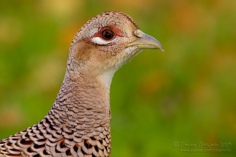Common Pheasant (Phasianus colchicus)