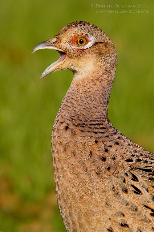 Common Pheasant (Phasianus colchicus)