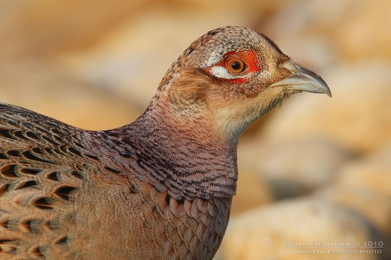 Common Pheasant (Phasianus colchicus)