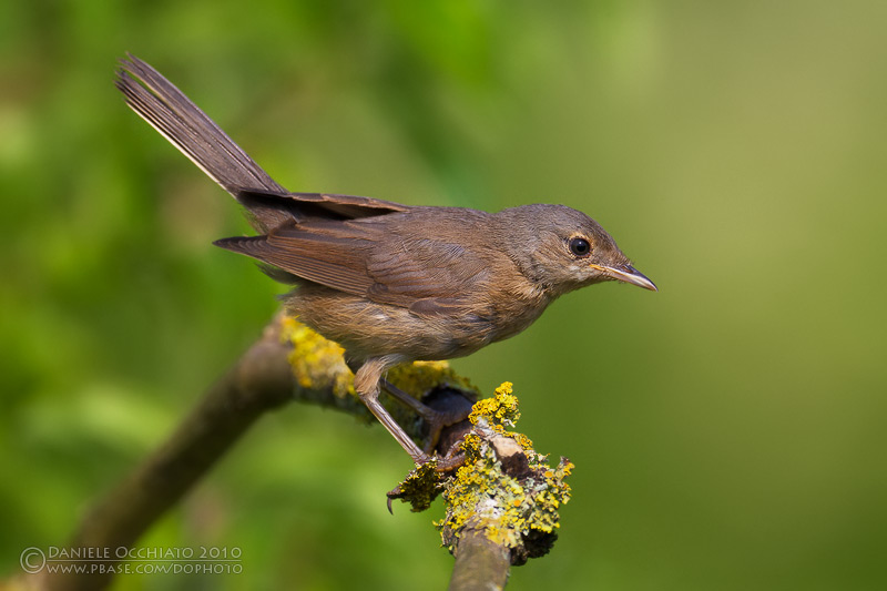 Moltonis Warbler (Sylvia subalpina) - Juvenile