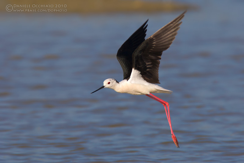 Black-winged Stilt (Himantopus himantopus)