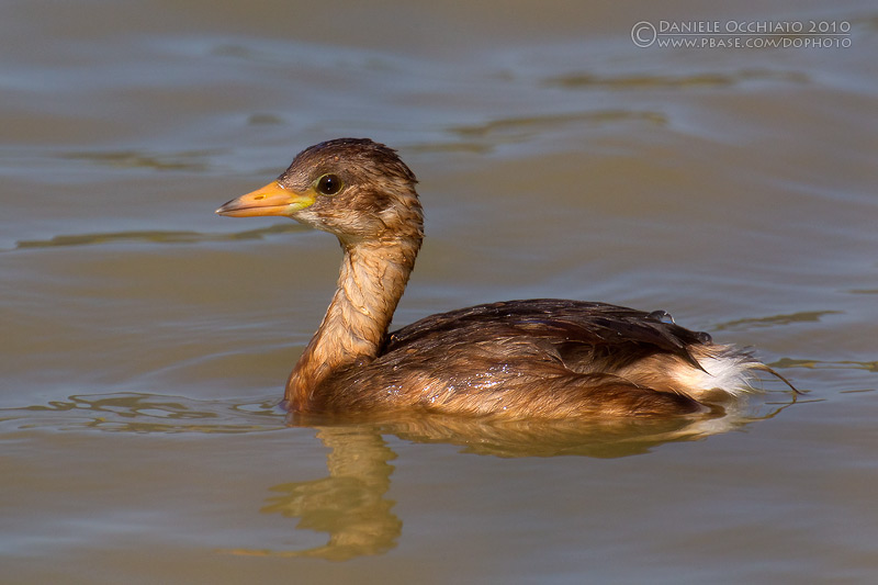 Little Grebe (Tachybaptus ruficollis)