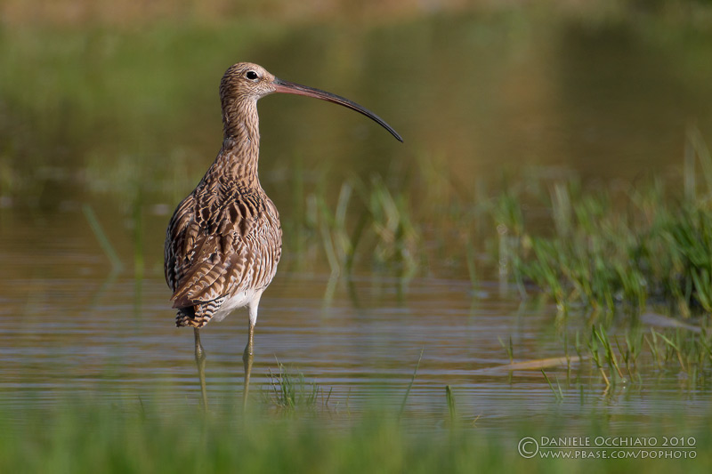 Eurasian Curlew (Numenius arquata)