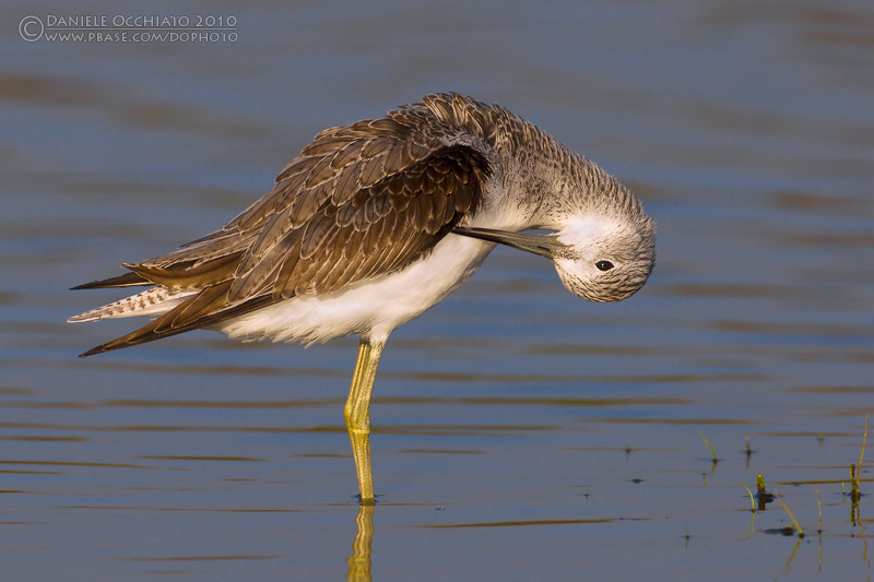 Greenshank (Tringa nebularia)