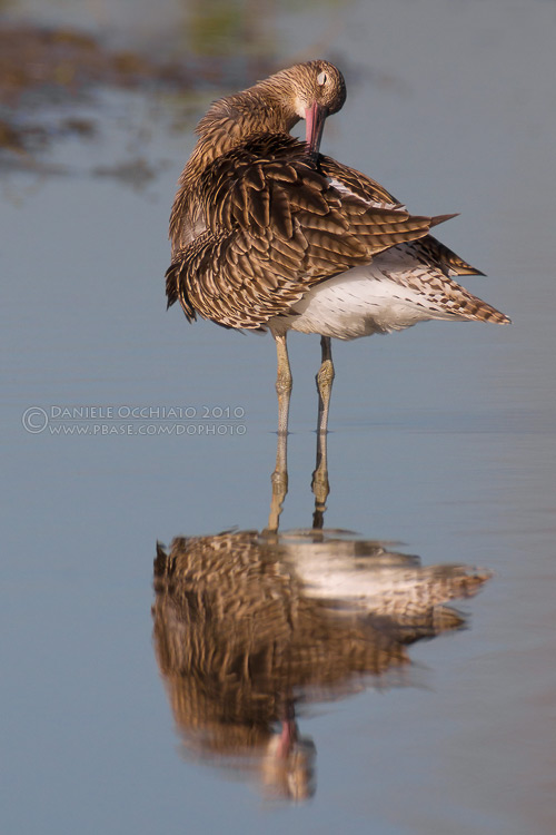 Eurasian Curlew (Numenius arquata)