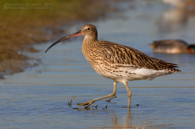 Eurasian Curlew (Numenius arquata)