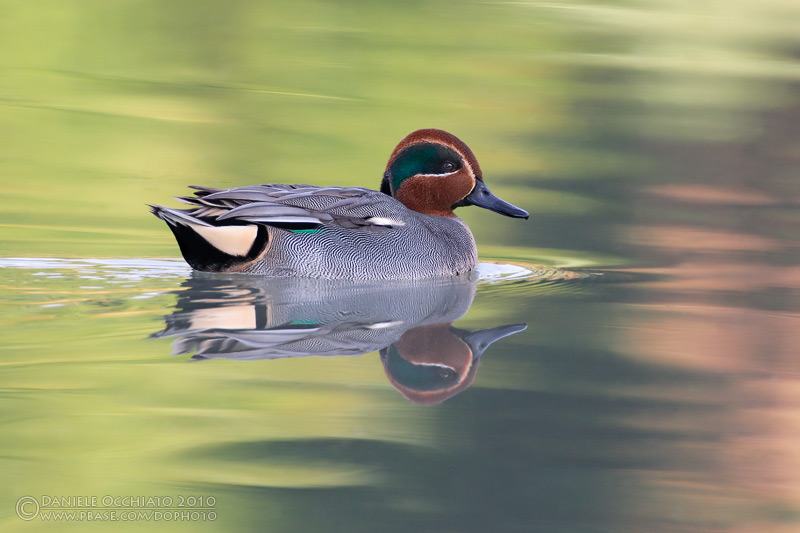Common Teal (Anas crecca)