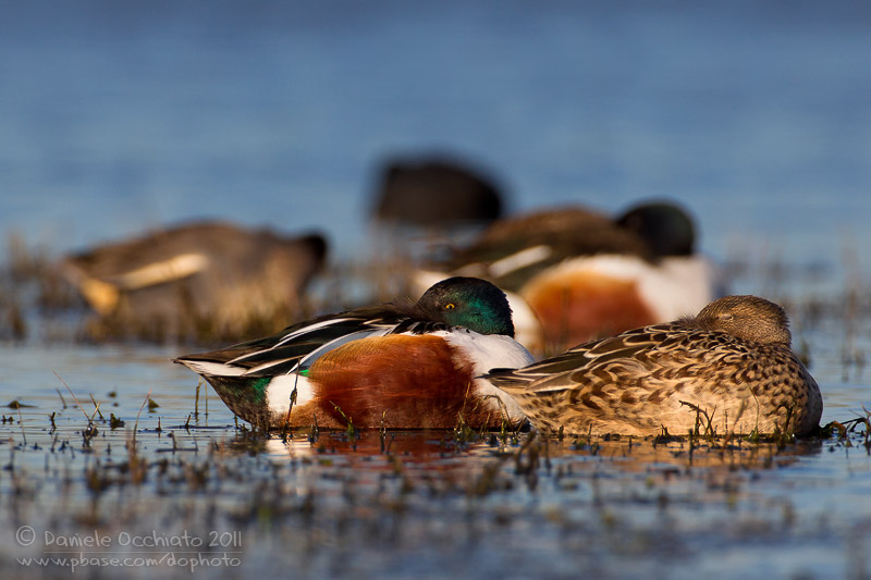 Northern Shoveler (Anas clypeata)