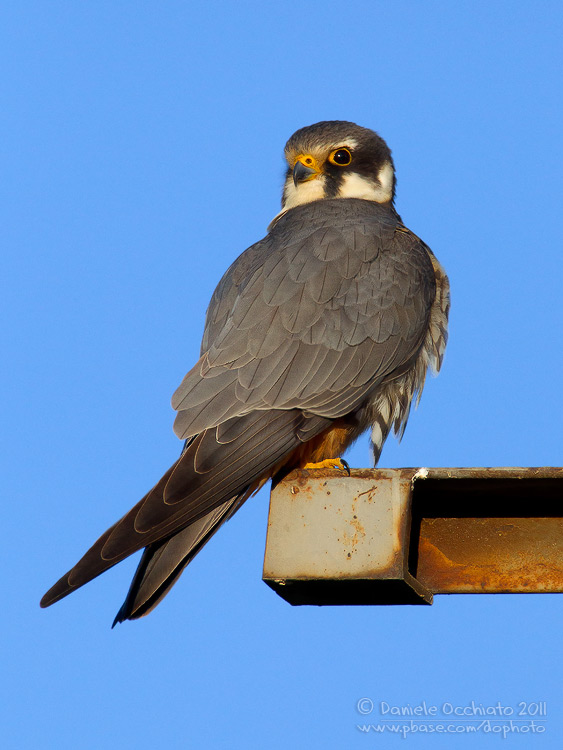 Eurasian Hobby (Falco subbuteo)