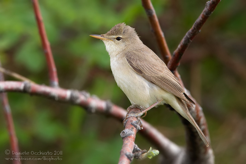 Eastern Olivaceous Warbler (Hippolais pallida ssp elaeica)