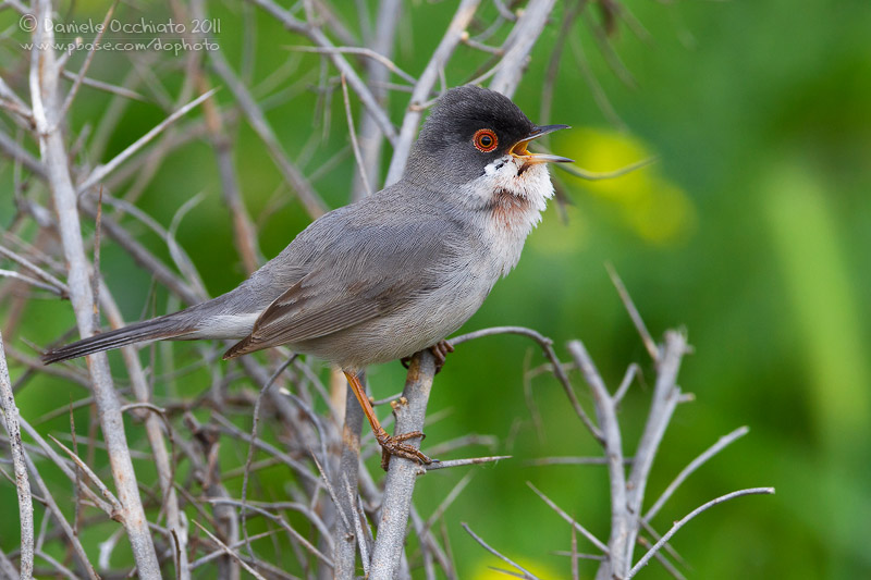 Mntriess Warbler (Sylvia mystacea ssp mystacea)