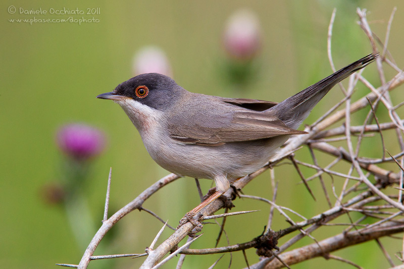 Mntriess Warbler (Sylvia mystacea ssp mystacea)