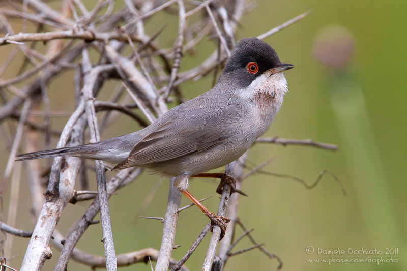 Mntriess Warbler (Sylvia mystacea ssp mystacea)