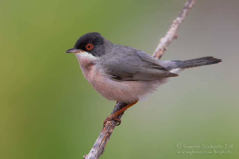 Mntriess Warbler (Sylvia mystacea ssp mystacea)