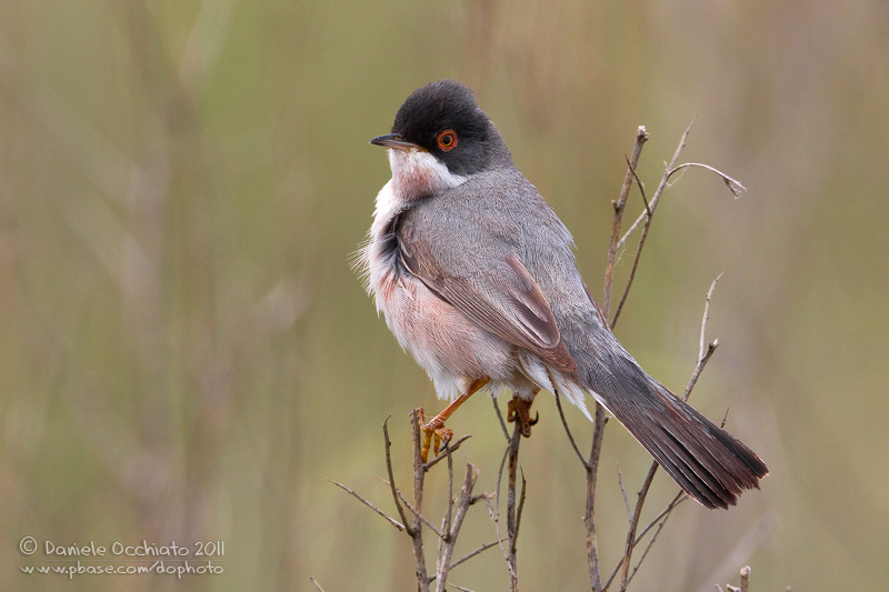 Mntriess Warbler (Sylvia mystacea ssp mystacea)