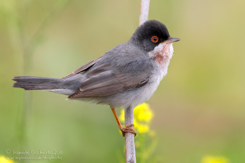 Mntriess Warbler (Sylvia mystacea ssp mystacea)