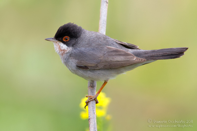 Mntriess Warbler (Sylvia mystacea ssp mystacea)