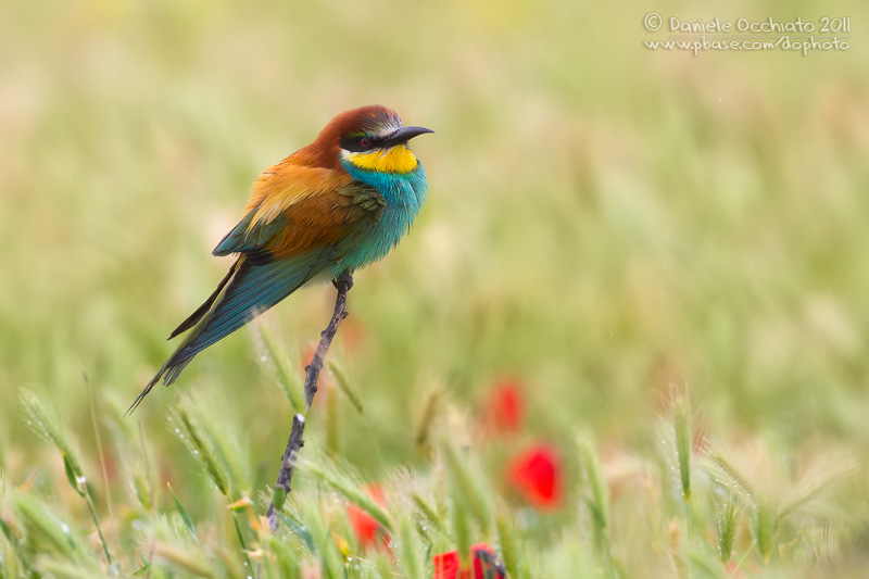Bee-eater (Merops apiaster)