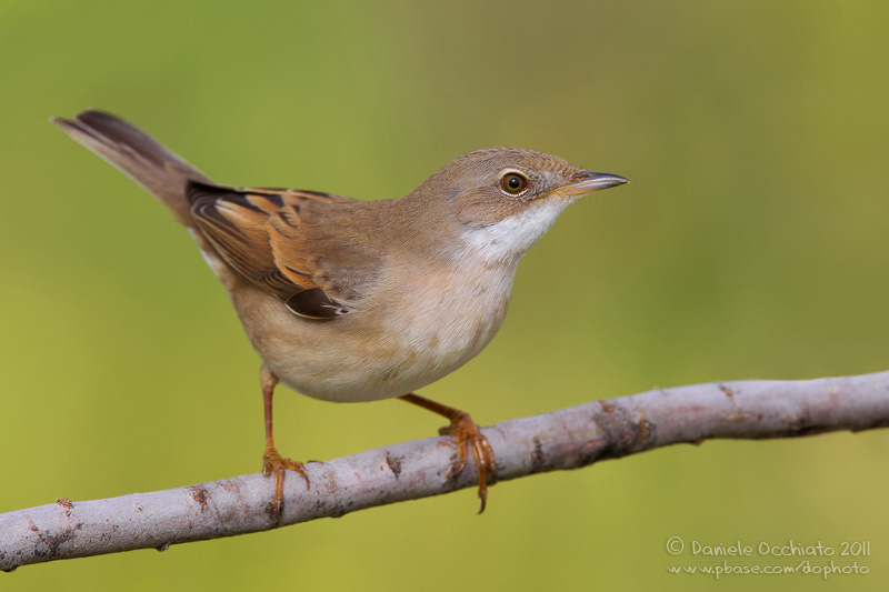 Common Whitethroat (Sylvia communis)