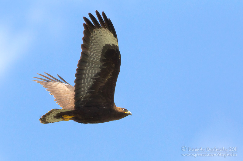 Long-legged Buzzard (Buteo rufinus)