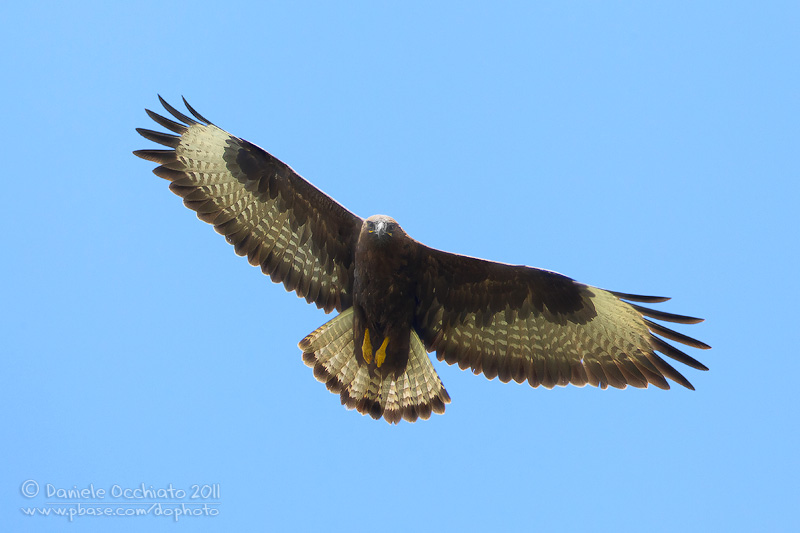 Long-legged Buzzard (Buteo rufinus)