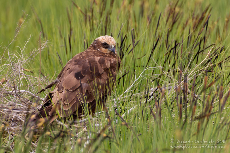 Marsh Harrier (Circus aeruginosus)