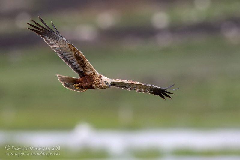 Marsh Harrier (Circus aeruginosus)