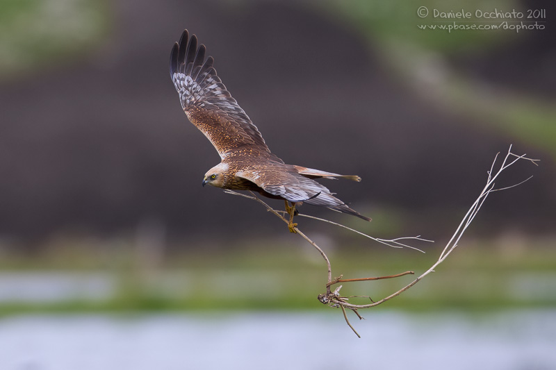 Marsh Harrier (Circus aeruginosus)
