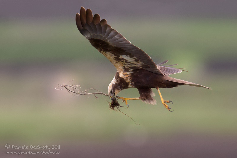 Marsh Harrier (Circus aeruginosus)