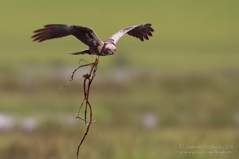 Marsh Harrier (Circus aeruginosus)