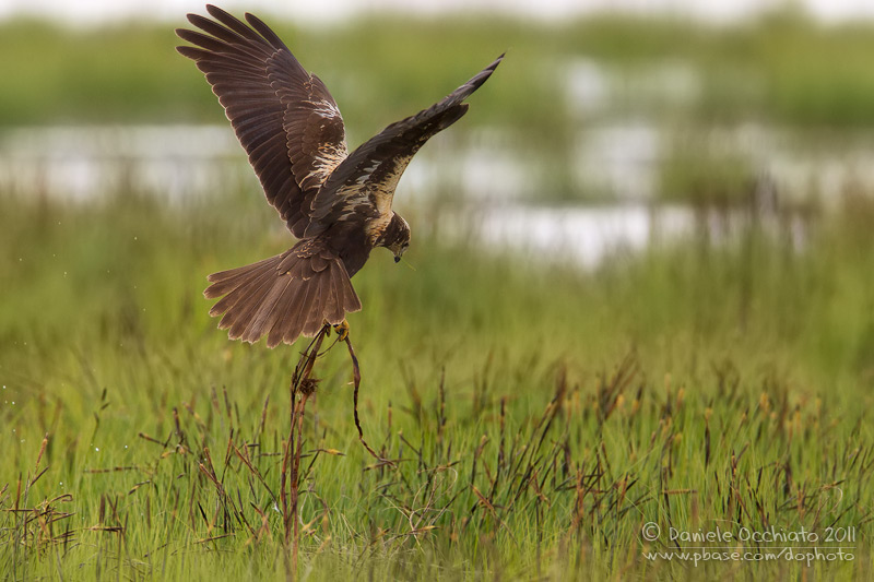Marsh Harrier (Circus aeruginosus)