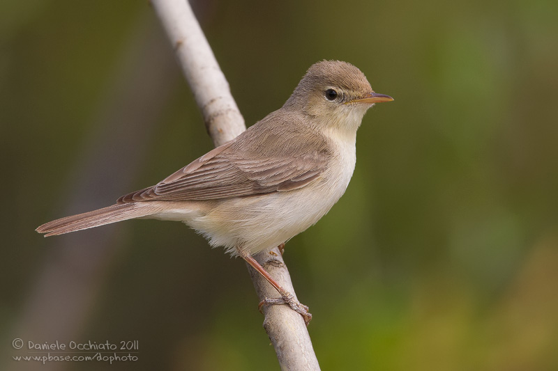 Eastern Olivaceous Warbler (Hippolais pallida ssp elaeica)