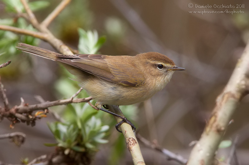Caucasian Chiffchaff (Phylloscopus lorenzii)