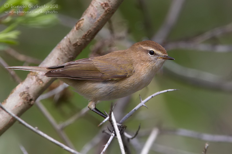 Caucasian Chiffchaff (Phylloscopus lorenzii)