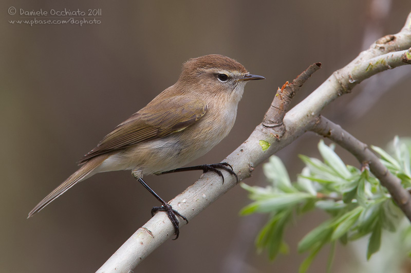 Caucasian Chiffchaff (Phylloscopus lorenzii)