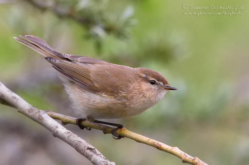Caucasian Chiffchaff (Phylloscopus lorenzii)