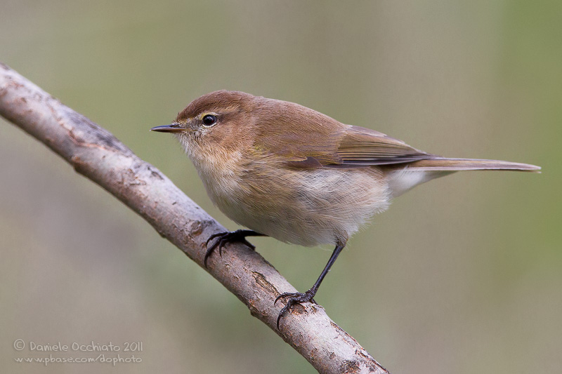 Caucasian Chiffchaff (Phylloscopus lorenzii)