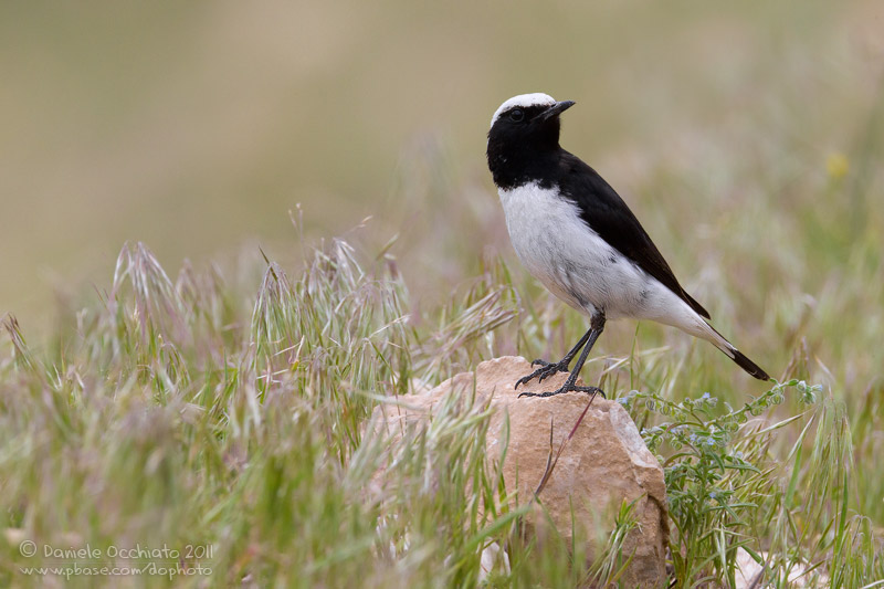 Finschs Wheatear (Oenanthe finschii)