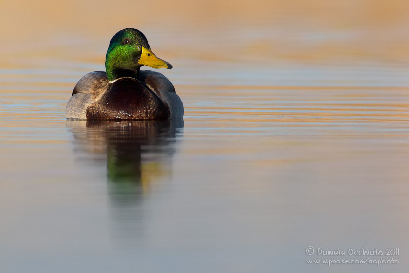 Mallard (Anas platyrhynchos)