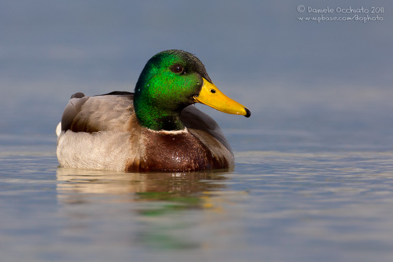 Mallard (Anas platyrhynchos)