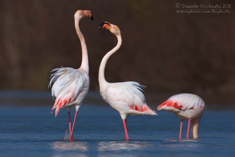 Flamingo (Phoenicopterus roseus)