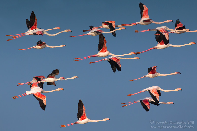 Flamingo (Phoenicopterus roseus)