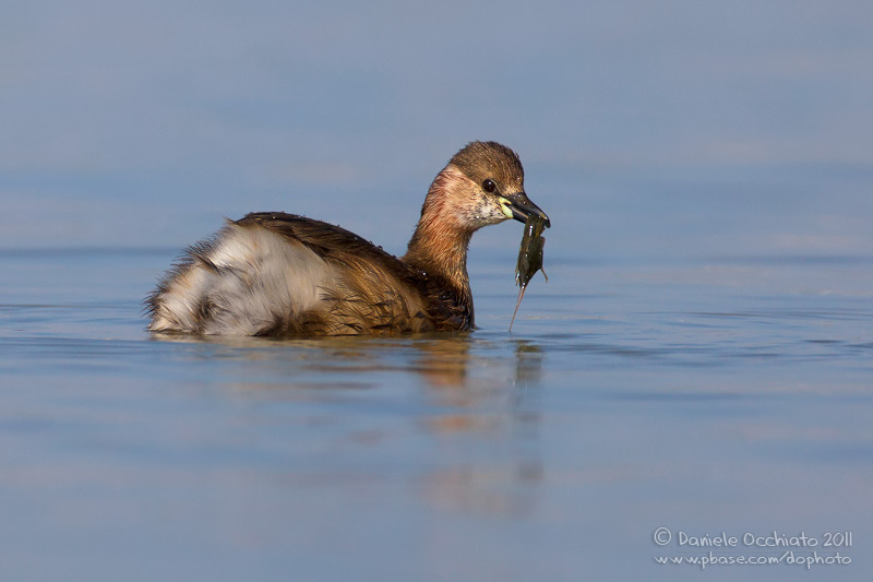 Little Grebe (Tachybaptus ruficollis)