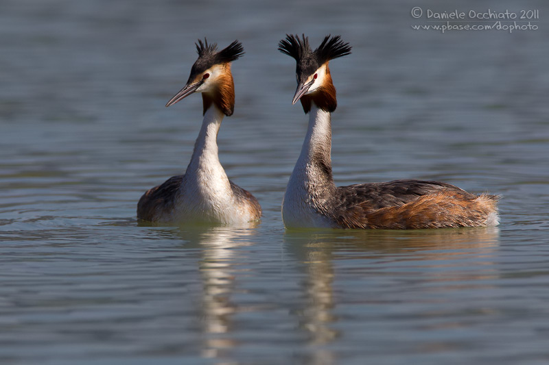 Great Crested Grebe (Podiceps cristatus)
