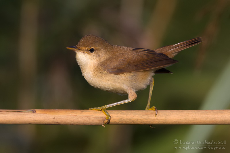Eurasian Reed Warbler (Acrocephalus scirpaceus)