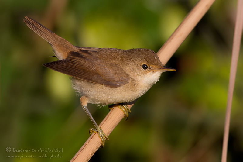 Eurasian Reed Warbler (Acrocephalus scirpaceus)