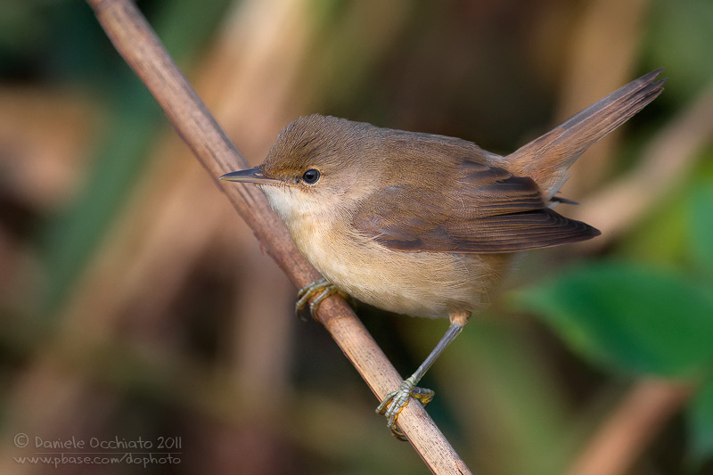 Eurasian Reed Warbler (Acrocephalus scirpaceus)