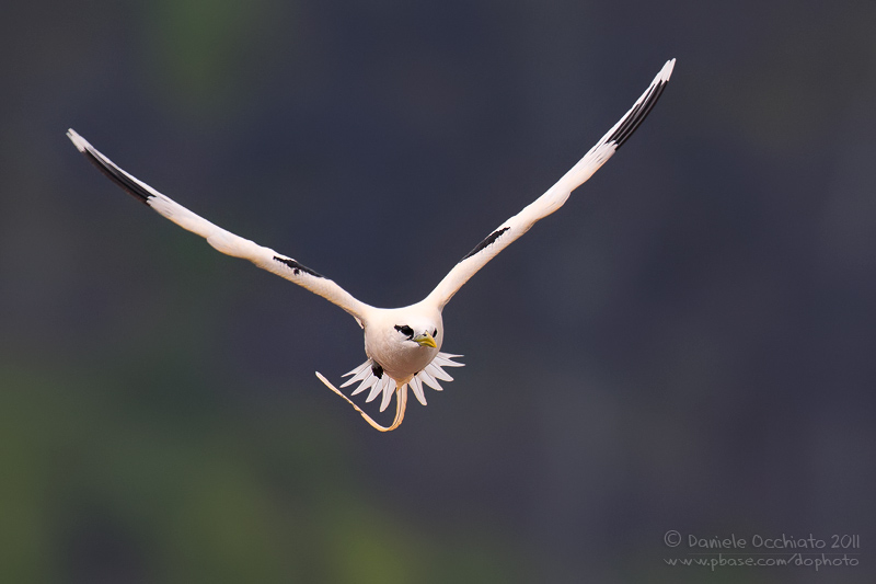 White-tailed Tropicbird (Phaethon lepturus)