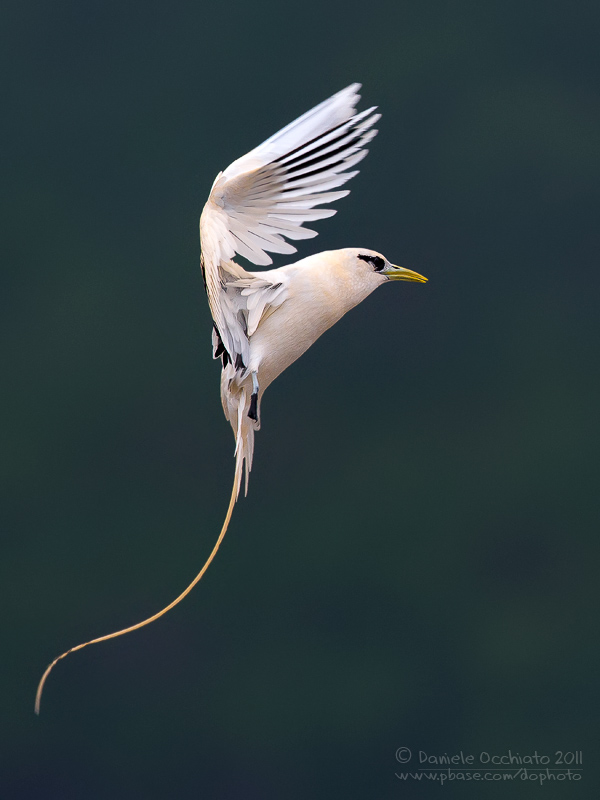 White-tailed Tropicbird (Phaethon lepturus)